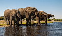 185 - ELEPHANT AT RIVER CHOBE - SINHA BARUN - india <div